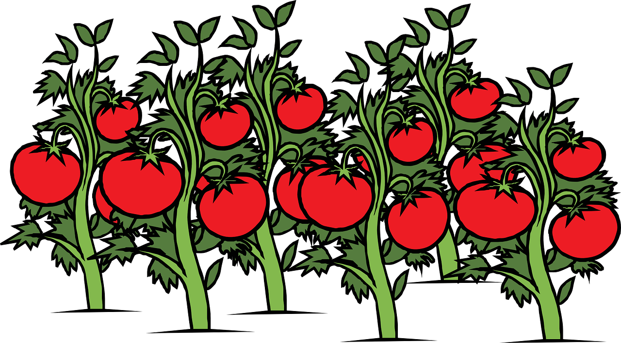 Comment faire ses plants de tomates soi-même : Astuces pour une culture économique